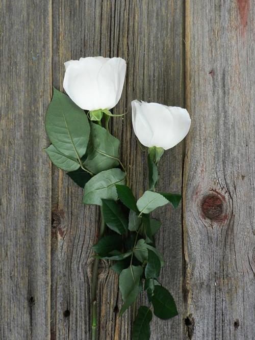 PRINCESS MIYUKI  WHITE GARDEN ROSES